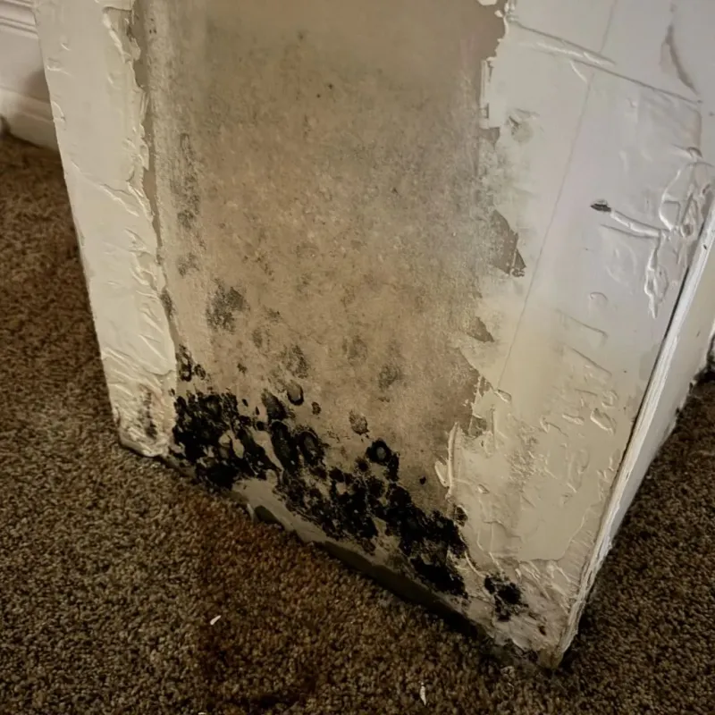 Professional Mold Removal in Milford, OH